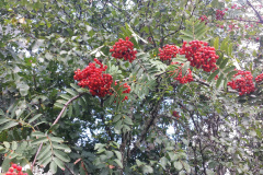 20140824_121727min