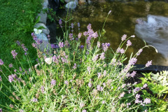 image-42